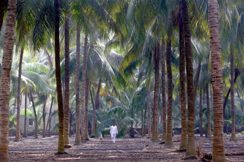 सुपासी, सोमनाथ में अपने नारियल बाग से गुज़रते दानाभाई सोलंकी | फोटो: मनीषा मोंडल/दिप्रिंट