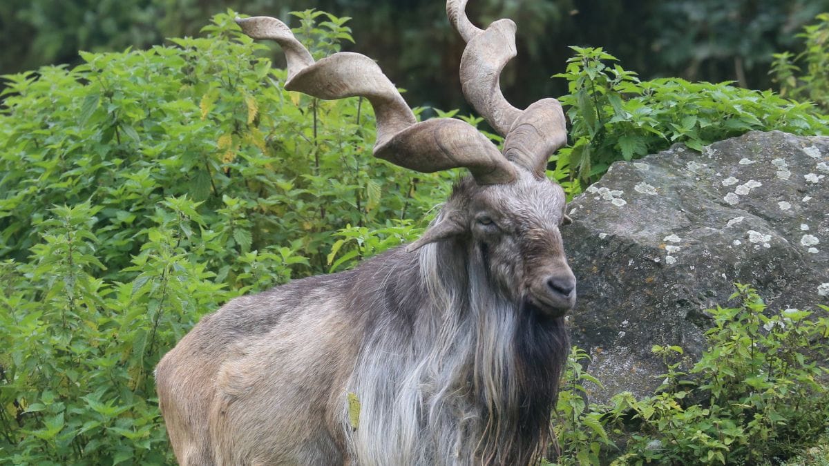 Pakistanis are split over statue of national animal. Is the goat idol un-Islamic?