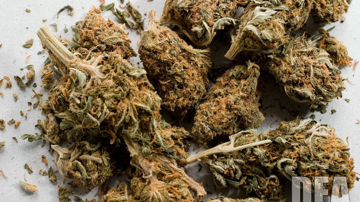 What will change if Trump allows reclassification of marijuana? It still won’t be legal