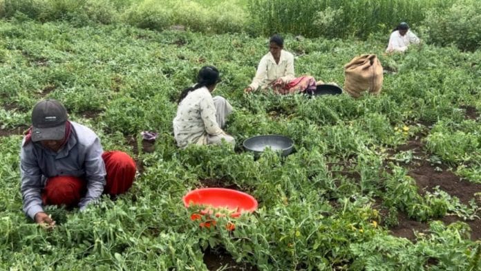 Farmers harvesting peas on a part of the land that the government has identified for the Purandar airport | Manasi Phadke/ThePrint