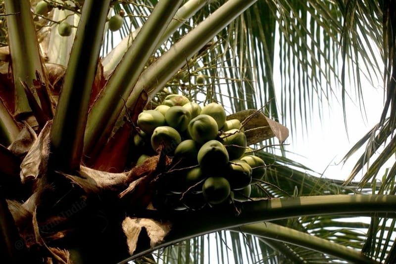 ड्वार्फ-टॉल (DT) हाइब्रिड कच्चा नारियल, अगले महीने कटाई के लिए तैयार | फोटो: मनीषा मोंडल/दिप्रिंट