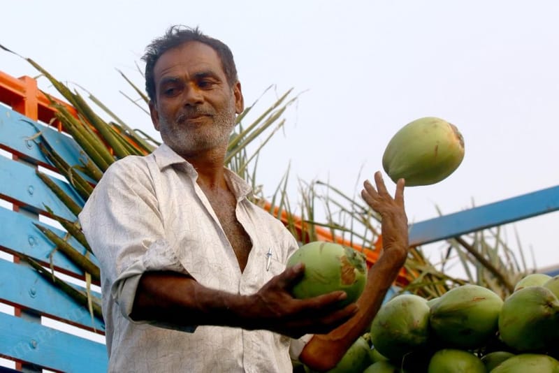 एक मजदूर ट्रक पर नारियल पास करने से पहले कोमल नारियल को संभालते हुए. दिल्ली में एक नारियल 80 रुपये तक में बिकता है | फोटो: मनीषा मोंडल/दिप्रिंट