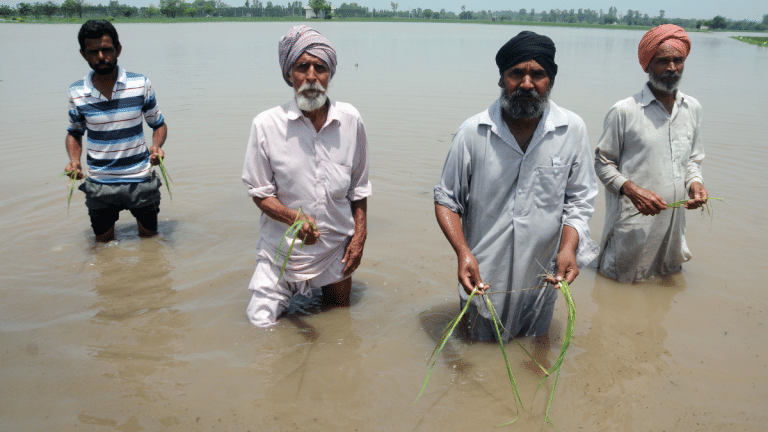 Punjab sees lowest paddy yield in decade despite record cultivation. 2025 floods not the only factor