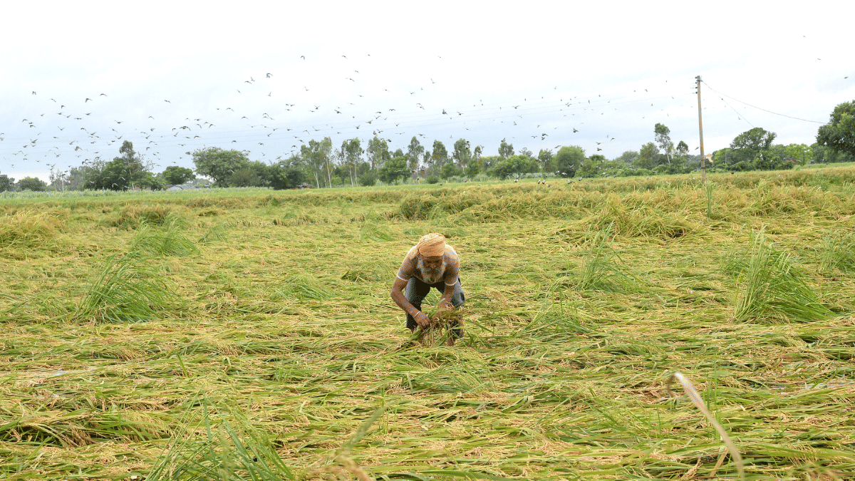 File photo of farmer inspecting his damaged paddy crop in a flooded field in Jalandhar in September. | ANI
