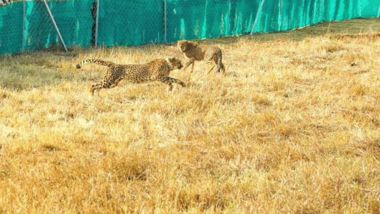 2 Kuno cheetah cubs dead in 3 days—one ‘separated from family’, other hit by car