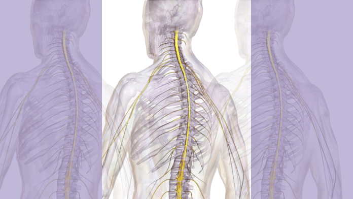 Representative image of a spinal cord | BruceBlaus | Wikimedia Commons