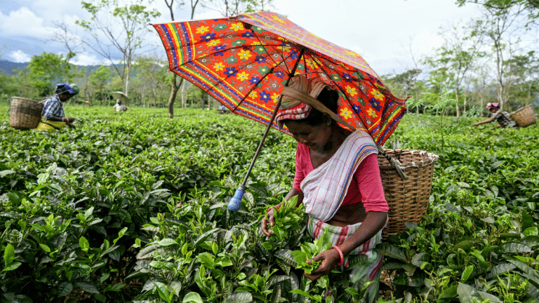 200-year-old lodge, dolphin-watching: Travel brands luring rich Indians