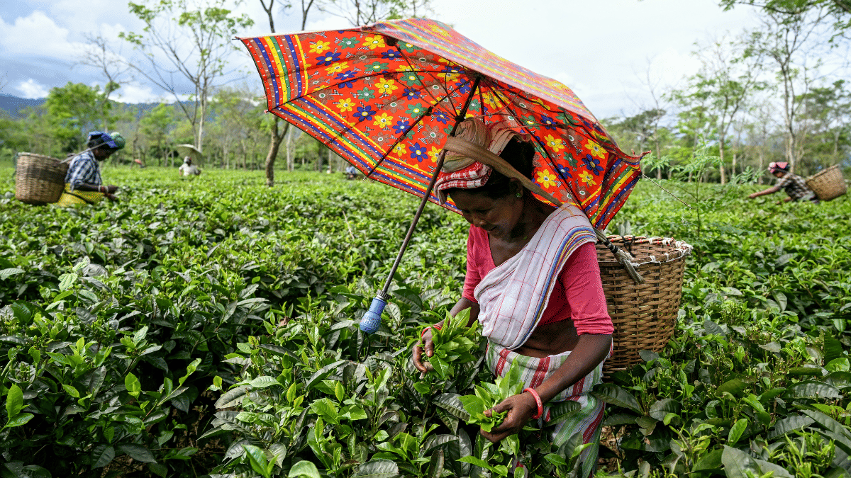 200-year-old lodge, dolphin-watching: Travel brands luring rich Indians