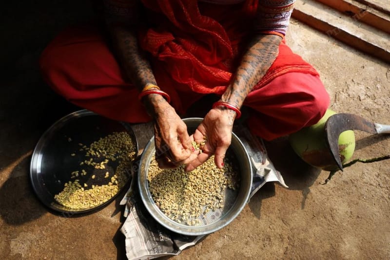 सुपासी के एक घर में एक महिला कृत्रिम परागण के लिए पराग तैयार करती हुई | फोटो: मनीषा मोंडल/दिप्रिंट