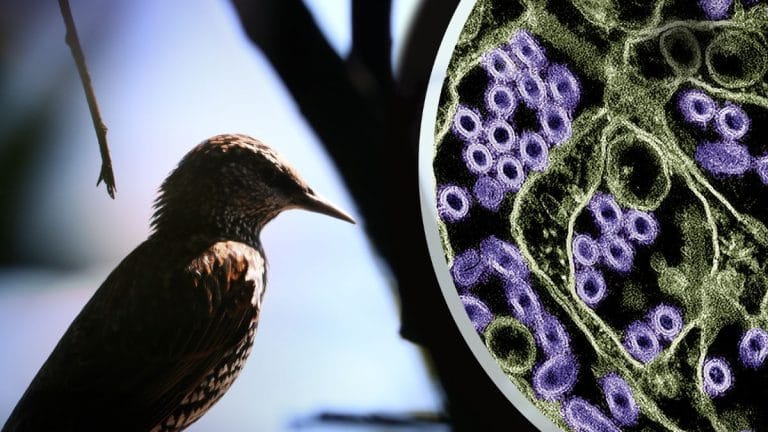 Fever cannot break bird flu, and we may finally know what led to Indus Valley civilisation’s doom