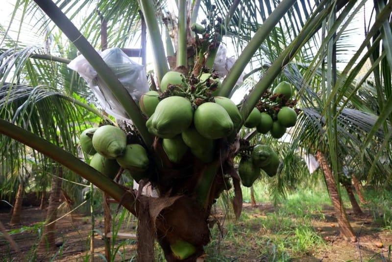 सुपासी में एक नारियल के गुच्छे को कृत्रिम परागण के लिए ढका गया है, क्योंकि मधुमक्खियों की संख्या घट गई है | फोटो: मनीषा मोंडल/दिप्रिंट