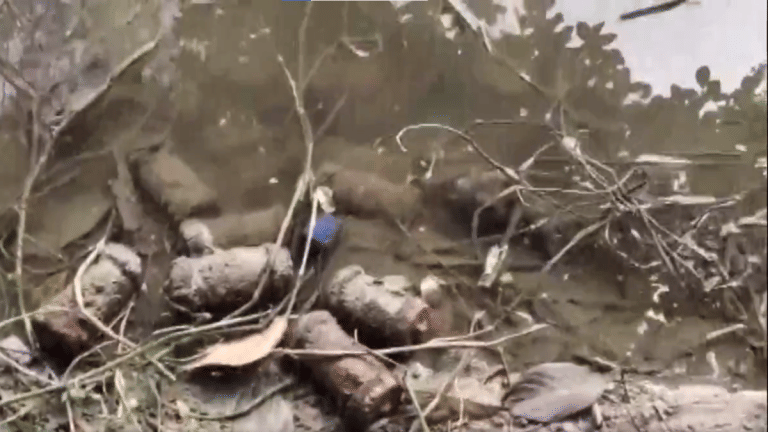 West Bengal police recover 55 socket bombs from two raids in Murshidabad