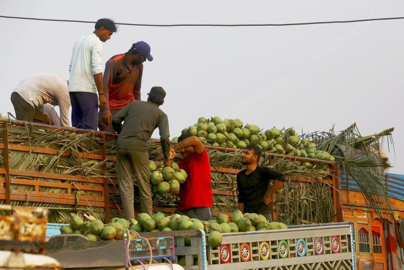 मजदूर ताज़ा नारियल ट्रक पर चढ़ाते हुए. 25-टन का ट्रक भरने में 20 मिनट लगते हैं | फोटो: मनीषा मोंडल/दिप्रिंट